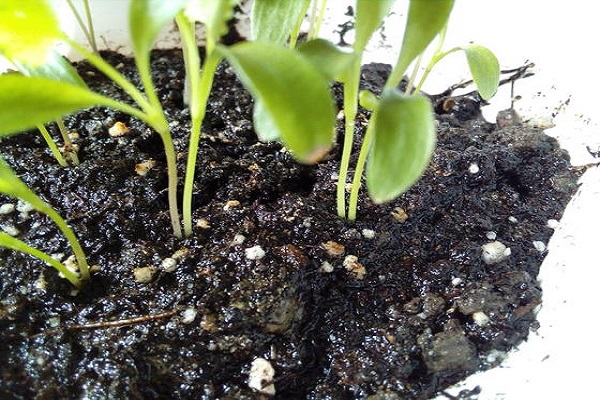 tallos de flores de cilantro