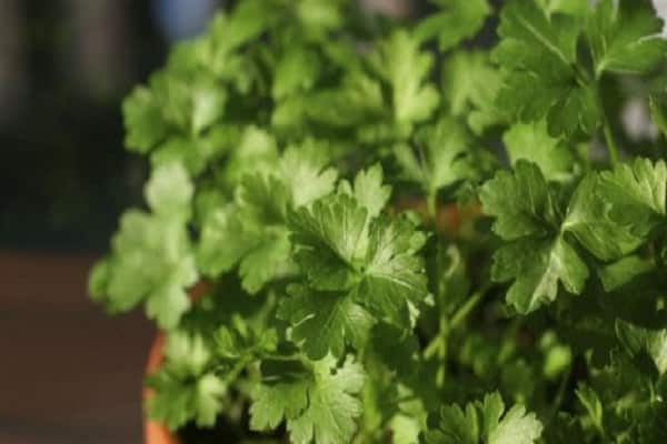 cilantro en los alféizares de las ventanas