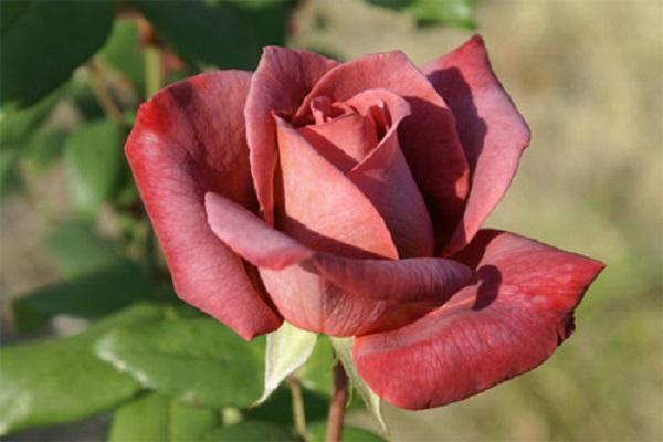 einsame Rose 