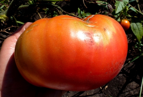 Aussehen des Tomatenkönigs von groß