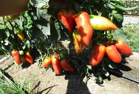 buissons de tomates