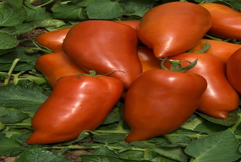 elongated tomato 