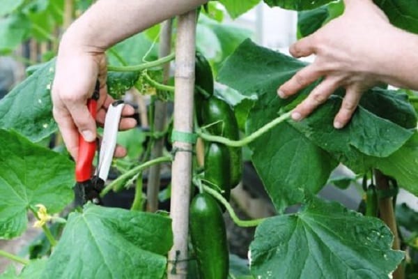 nourrir les plantes