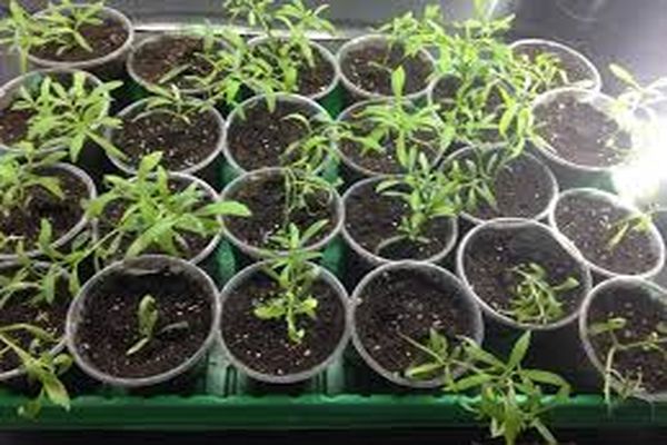 tomato seedlings