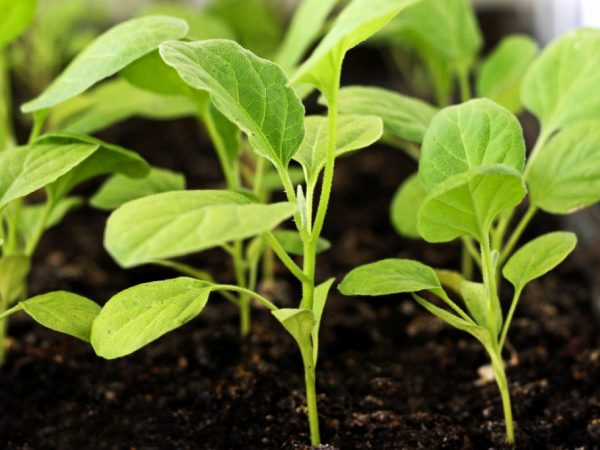 pousses d'aubergines