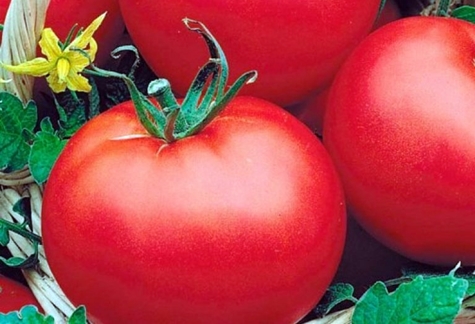 Polare frühreifende Tomate im Garten