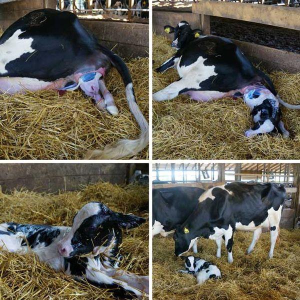 como as vacas dão à luz