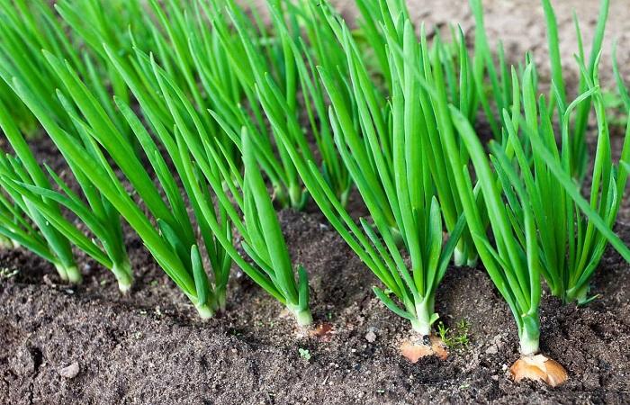 cebollas verdes 