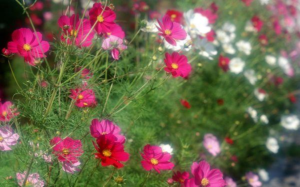 cosmos pests