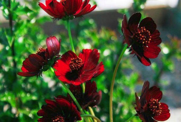 blood red cosmos