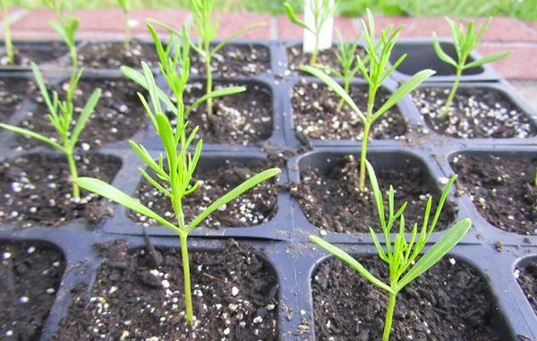 cosmos seedlings