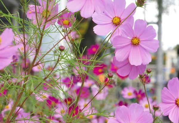 cosmos flowers