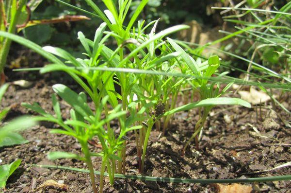 Growing cosmos 