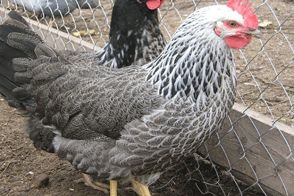 características do frango 