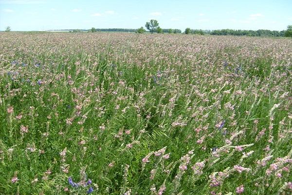 lucernas lauki 