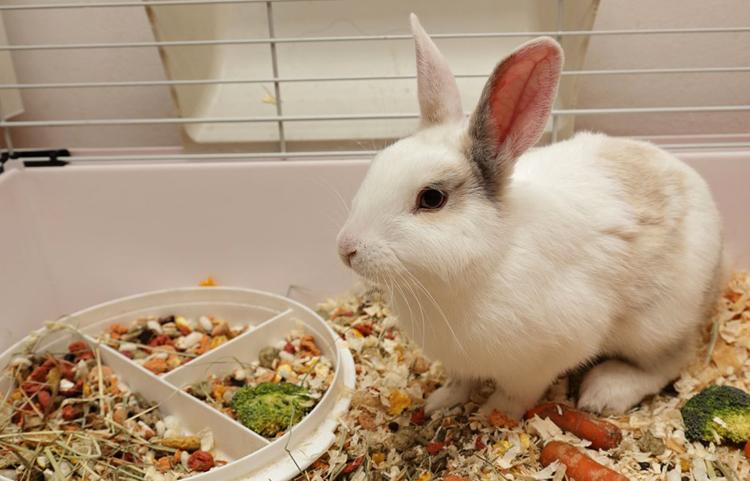 Kaninchen in der Wohnung