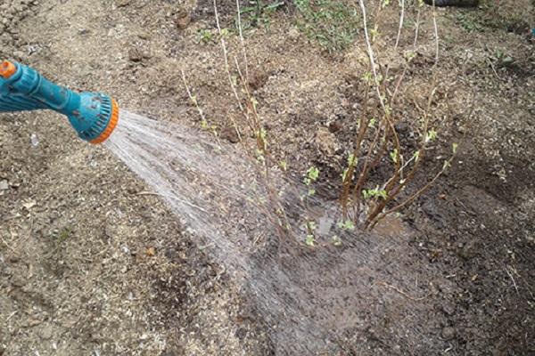 agregando agua 