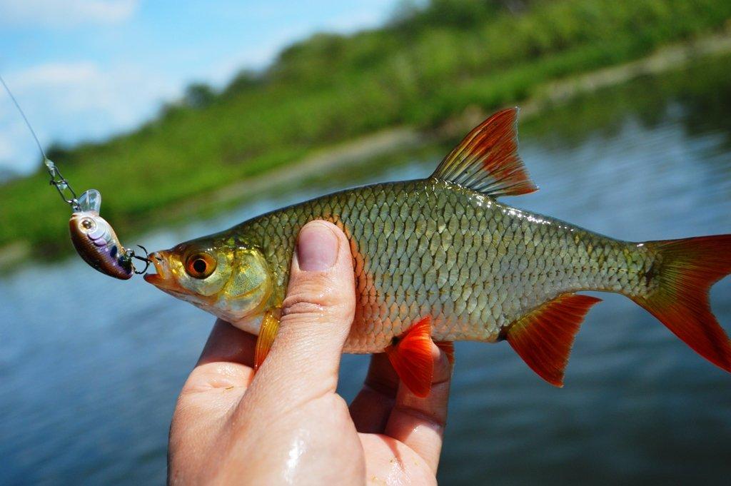 Lista de 48 especies de peces, sus nombres y características, descripciones y dónde viven