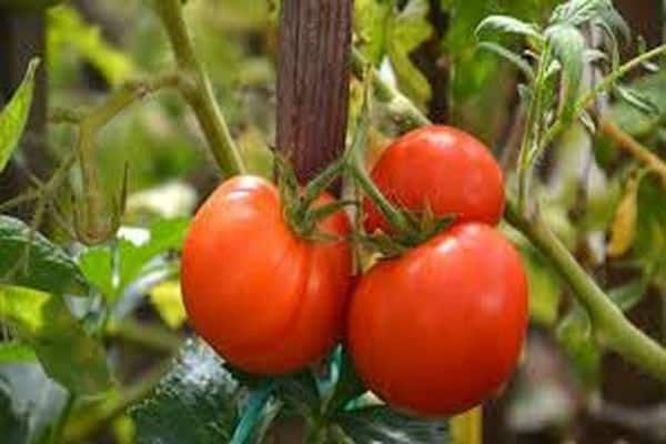 manteniendo la calidad de los tomates