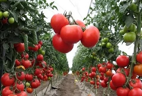 rajčatové záhony 