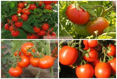 variety of tomato 