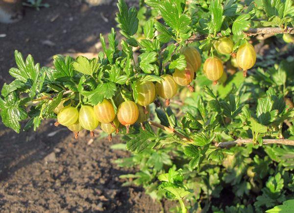 Stachelbeeren anbauen