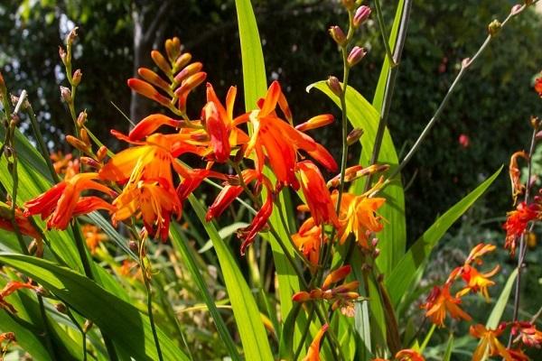 lumalagong crocosmia