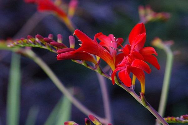 mga peste sa mga bulaklak 