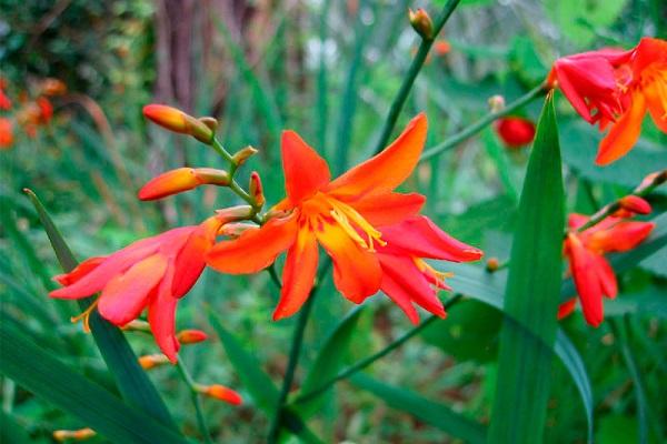 Crocosmia on kasvatettu 