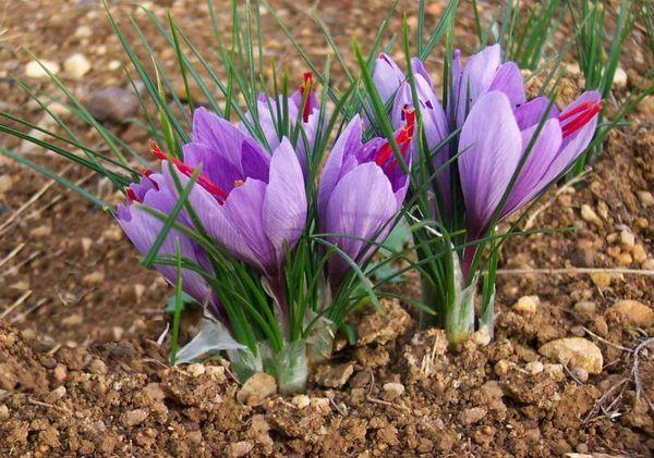 Crocus grandiflora