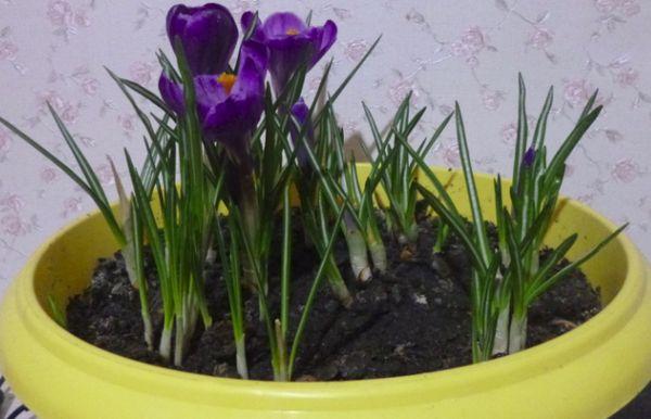 crocus en pleine croissance