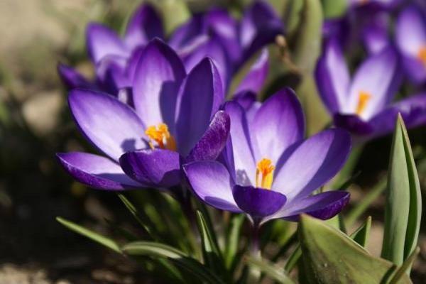 Krokusse anbauen