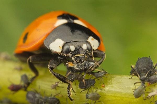 mangiano gli afidi 