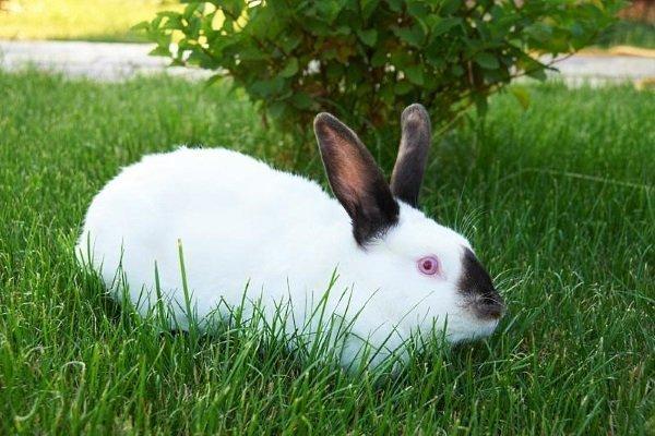 Kaninchen füttern