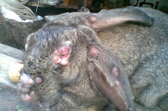 bệnh myxomatosis ở thỏ