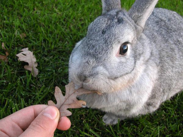 thỏ chinchilla