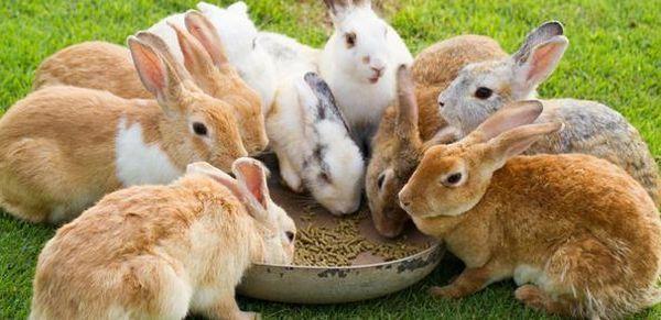 a lot of rabbits