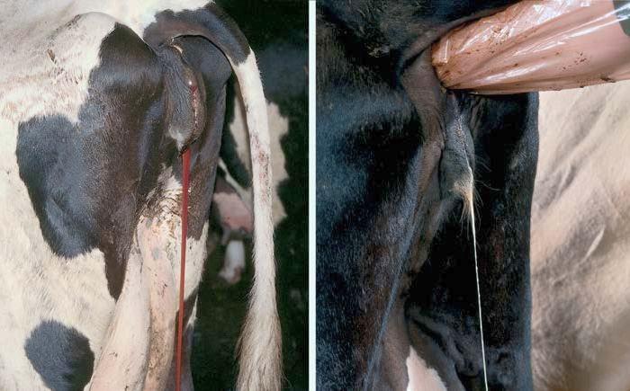 cow bled after insemination