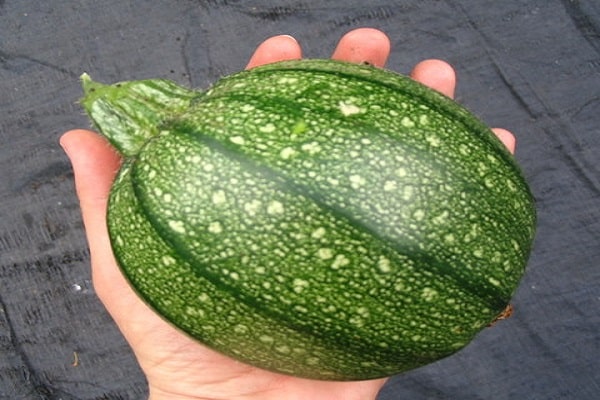 round zucchini