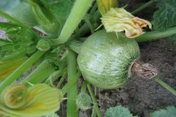 Zucchini ist nichts Besonderes