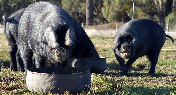 schwarzes Schwein