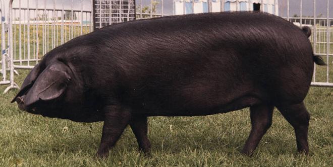 Porc negre gran