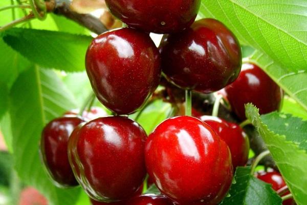 cerises à gros fruits