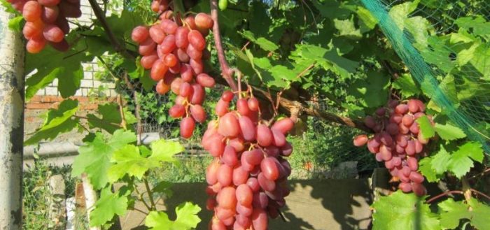 grapes transformation 