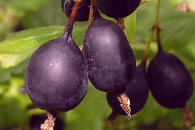 black gooseberry