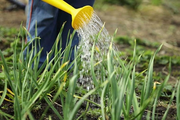 ehersisyo mula sa isang watering can