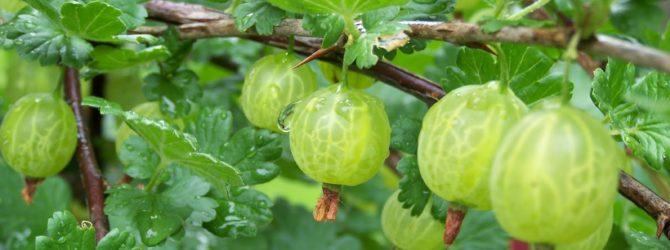 reife Stachelbeeren