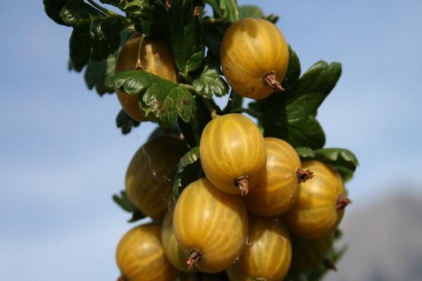 Bündel Stachelbeeren 