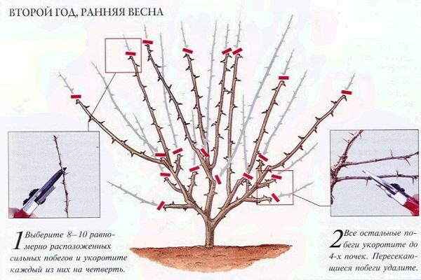 trimming instructions 