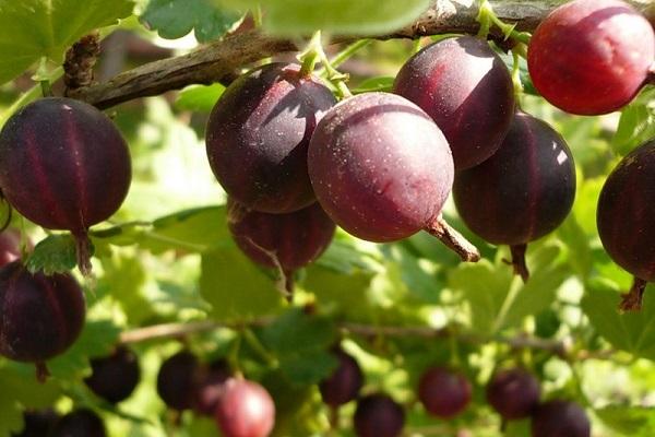 gooseberries 